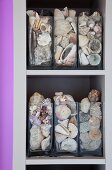 Glass vases of shells on white shelves with purple border