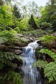 Waterfall in wild, green woodland landscape