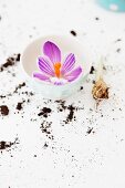 Purple crocus flower in white ceramic bowl and soil scattered on white surface