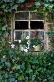 Von Efeu dicht umranktes, altes Stallfenster mit zerbrochenem Glas, Blumentöpfe auf der Fensterbank