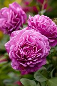 Blüten der englischen Strauchrosensorte 'Young Lycidas' in Magentarosa