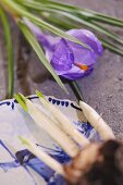 Purple crocus flower and dish