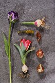 Various tulips and bulbs on stone surface
