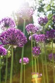 Flowering alliums with sunlight effects