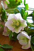 Pale pink hellebores on wooden surface