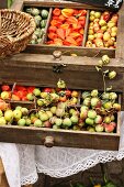 Wooden drawers filled with cucamelons, Chinese lanterns and sorb apples (Sorbus domestica, also known as service tree or whitty pear) on an autumn market stall