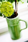 Lime green viburnum flower in retro jug on windowsill