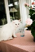 White cat next to drinking glass and potted geranium on table with patterned tablecloth