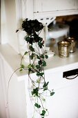 Trailing plant in china jug on white dresser
