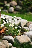 Tussock of daisies in flowerbed edged with pebbles