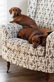 Several dachshunds on comfortable armchair with geometric, white and pale brown upholstery