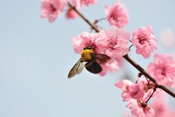 Nahaufnahme einer Biene an Ast mit Pfirsichblüten