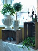 Various planters holding small tree and climbing plants on rustic wooden crates in front of window