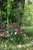 Bed of sweet William edged in pebbles around tree trunk in summery landscape