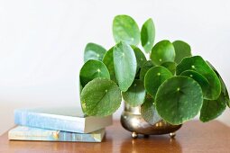 Foliage plant in retro brass pot and books on bedside table