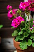 Potted pink geraniums