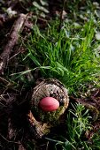 Im Rotholzsud gefärbtes Ei auf einem kleinen Baumstumpf