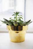 Plant in brass pot on windowsill