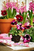 Hyacinths & violas on potting table