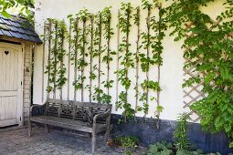 Kletterpflanze mit Rankhilfen auf weisser Hauswand, davor verwitterte Holzbank