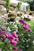 Purple rose (Rosemary Ladlau) in lush herbaceous border outside house in blurred background