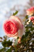 Lachsfarbene Rosenblüte