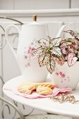 Polka-dot plant 'Pink splash' planted in sugar bowl and biscuits on napkin