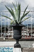 Agave planted in black urn on edge of roof terrace pool with view of Florence cityscape