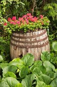 Old wooden barrel planted with flowering geraniums in garden