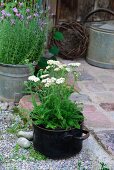 Yarrow (Achillea) in old saucepan and zinc pot of lavender next to rustic, paved terrace
