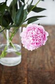 Pink peony in glass vase