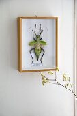 Exotic insect mounted and framed in display case on wall