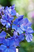 Blue-flowering hydrangea