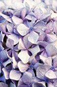 Pale lilac hydrangea flowers