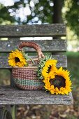 Sonnenblumen im Henkelkorb auf verwitterter Holzbank im Freien