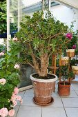 Geldbaum (Crassula ovata) in Tontopf im geöffneten Wintergarten und rosablühende Geranie auf weißem Fliesenboden