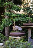 Bonsai in braunen Pflanzschalen im Garten