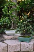 Two bonsai trees in white and turquoise bonsai bowls in garden