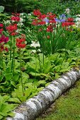 Liegender Birkenstamm auf Boden vor Etagen-Schlüsselblumen im Garten