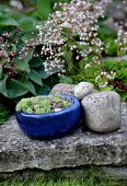 Succulents in blue ceramic pot and cobbles on stone flag