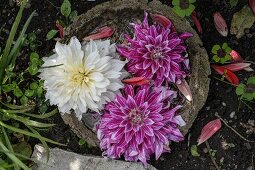 White and purple dahlias in bowl of water