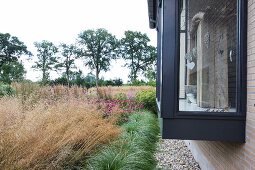Various ornamental grasses in garden of contemporary house with glass and steel bay window with grey-painted frame