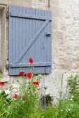 Poppies against stone façade with slate-grey window shutter