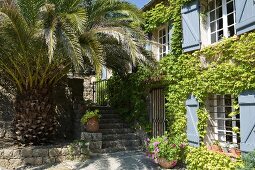 Huge palm tree shading stone steps outside vine-covered Provençal guest house