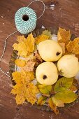 Herbstliches Stillleben mit Quitten auf Ahornlaub in Kuchenform, seitlich Garnrolle