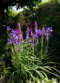 Blühender Iris und Lupinen in sommerlichem Garten