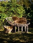 Round rattan easy chair with brown fur cushion next to basket of harvested fruit in garden