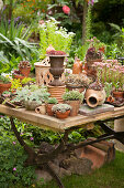 Alpines in terracotta pots on garden table with old folding frame
