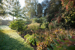 Clearing with low sun slanting through autumnal perennials and shrubs