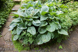 Hosta with large leaves in flowerbed